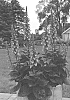 Digitalis%20x%20valanii%20%27Rising%20Phoenix%27