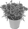Dianthus%20caryophyllus%20%27KLEDP20311%27