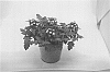Verbena%20x%20hybrida%20%27KLEVP20081%27