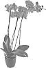 Phalaenopsis%20hybrida%20%27Impulsive%27
