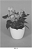 Anthurium%20andraeanum%20L.%20%27ANTHGLAM%27