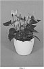 Anthurium%20andraeanum%20L.%20%27ANTHGLAM%27