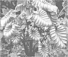 Colocasia%20hybrid%20%27Pharaohs%20Mask%27