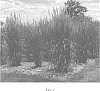 Sorghastrum%20nutans%20%27MNYG318153%27