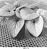 Brunnera%20macrophylla%20%27Alexandria%27