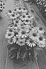 Echinacea%20spp.%20%27TNECHPS%27