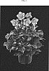 Helleborus%20x%20ballardiae%20X%20Helleborus%20x%20hybridus%20%27COSEH%206500%27