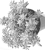 Sedum%20adolphi%20%27SHOOTING%20STARS%27