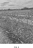 Vaccinium%20corymbosum%20%27TH-1872%27