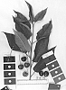 Prunus%20avium%20%27IFG%20Cher-eight%27