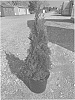 Thuja%20occidentalis%20%27LilShreckthu%27