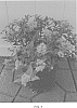 Spiraea%20japonica%20%27Iceconspir%27