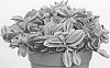 Tradescantia%20cerinthoides%20%27EC-TRADE-2011%27
