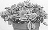 Tradescantia%20cerinthoides%20%27EC-TRADE-2011%27
