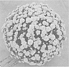 Chrysanthemum%20X%20morifolium%20%27Zanmusweet%27