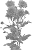 Chrysanthemum%20X%20morifolium%20%27DLFPASC7%27