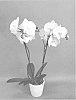 Phalaenopsis%20hybrid%20%27PHA1437158%27