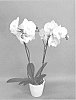 Phalaenopsis%20hybrid%20%27PHA1437158%27