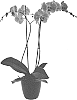 Phalaenopsis%20hybrida%20%27Strange%20Magic%27