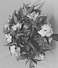 Impatiens%20hawkeri%20%27Dongirolsal%27