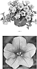 Petunia%20hybrida%20%27PEHY0066%27
