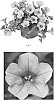 Petunia%20hybrida%20%27PEHY0066%27