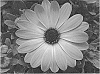 Osteospermum%20ecklonis%20Norl.%20%27KLEOE20559%27