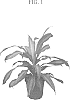 Dracaena%20deremensis%20%27BRONZE%20BAY%27