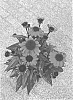Echinacea%20purpurea%20%27BullEchipur%201201%27