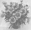 Gaillardia%20aristata%20%27Dogailspinmarcopsun%27