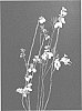 Vaccinium%20corymbosum%20L.%20%27Colossus%27