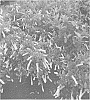 Itea%20virginiana%20%27SMIHGRS%27