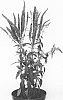 Veronica%20longifolia%20x%20Veronica%20spicata%20%27Allvnav%27