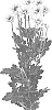 Chrysanthemum%20X%20morifolium%20%27DLFSHAD3%27