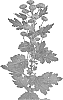 Chrysanthemum%20X%20morifolium%20%27DLFDGRN5%27