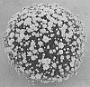 Chrysanthemum%20X%20morifolium%20%27Zanmulpine%20Yellow%27
