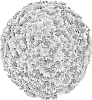 Chrysanthemum%20X%20morifolium%20%27G22CIP06PI%27