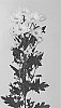Chrysanthemum%20X%20morifolium%20%27DLFRADO2%27