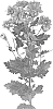 Chrysanthemum%20X%20morifolium%20%27DLFUVIT7%27