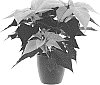 Euphorbia%20pulcherrima%20Willd.%20%27BKPONVW%27