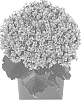 Kalanchoe%20blossfeldiana%20%27Dokalbrat%27
