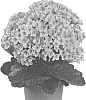 Kalanchoe%20blossfeldiana%20%27Dokalsin%27