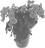 Begonia%20x%20hiemalis%20%27BKPBEEVHP%27