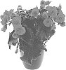 Begonia%20x%20hiemalis%20%27BKPBEEVHP%27