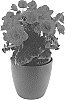 Begonia%20x%20hiemalis%20%27BKPBEBO%27