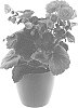 Begonia%20x%20hiemalis%20%27BKPBERP%27