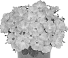 Petunia%20X%20hybrida%20%27Dopetpococa%27
