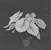 Caladium%20X%20hortulanum%20%27WQN%20BL%20V%20OF13-452%27