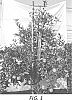 Malus%20domestica%20Borkh.%20%27Isadora%27