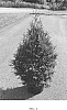 Thuja%20standishii%20x%20plicata%20%27Leprechaun%27